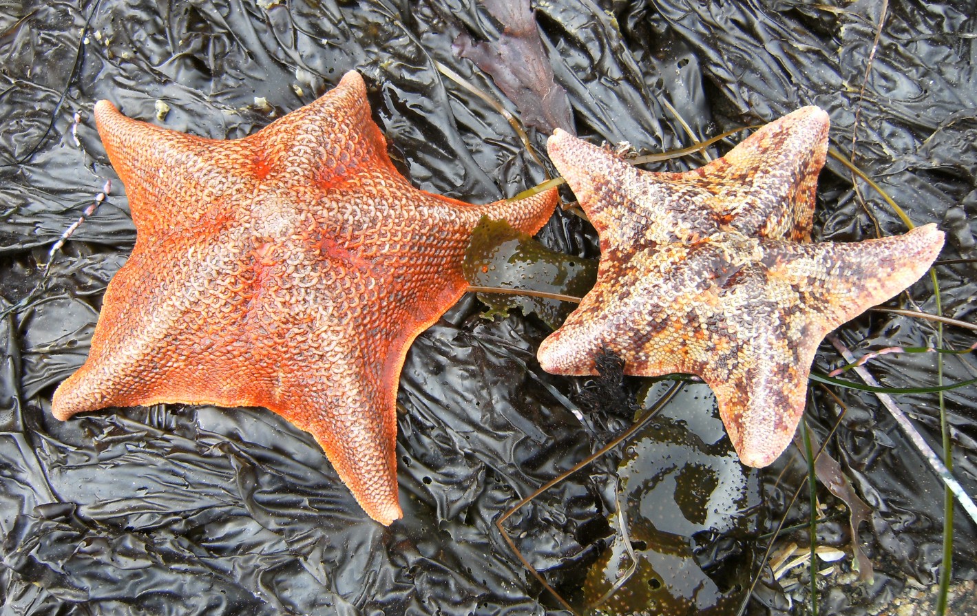 Bat star • Asterina miniata Biodiversity of the Central Coast